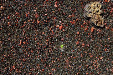 La Réunion - Plaine des Sables - La vie malgré tout