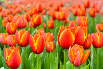 Orange Tulip
