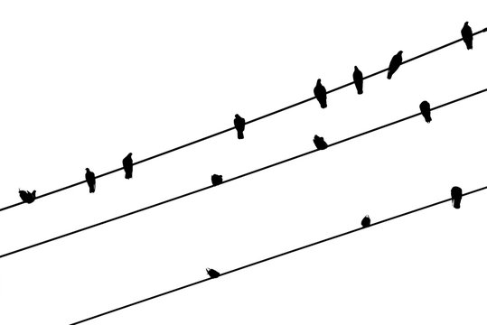silhouette of pigeon on wire on white background 