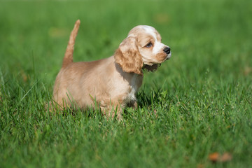 american cocker spaniel puppy outdoors in summer © otsphoto