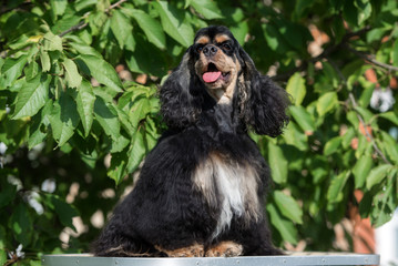 american cocker spaniel dog