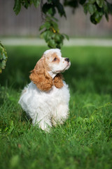 adorable cocker spaniel dog outdoors in summer