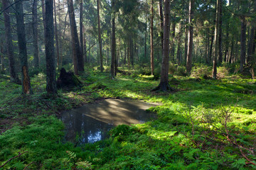 Open standing water inside coniferous stand