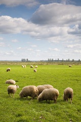 Herd of sheep in the field