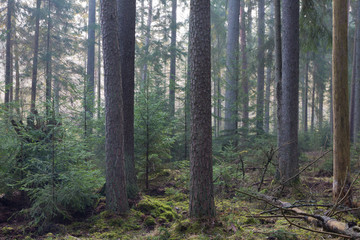 Obraz premium Coniferous stand of Bialowieza Forest in morning