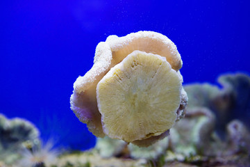 Грибовидный коралл