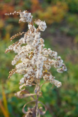 field of grass during sunset in winter japan