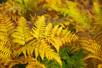 colorful leaves background in winter Japan