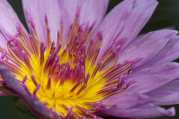 Obraz premium スイレン