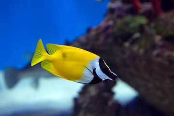 Аквариумная рыбка