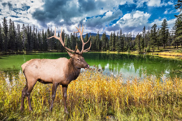 Fototapety  The lake reflects forests and horned deer