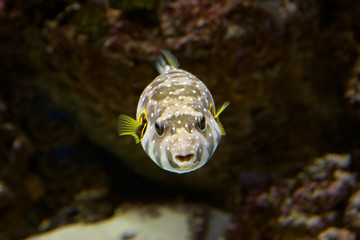 Аквариумная рыбка 
