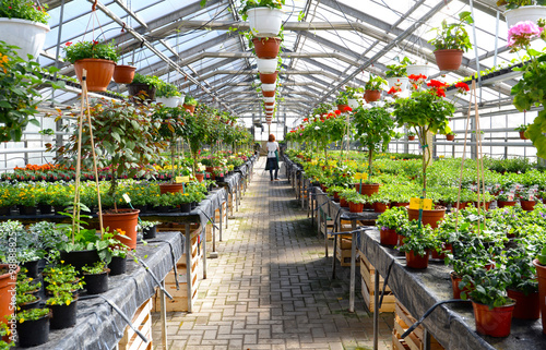 "Zierpflanzen in einem Gewächshaus einer Gärtnerei // plants in a