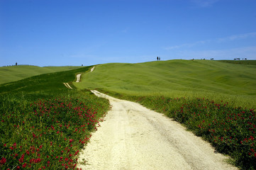 Strada bianca val d'orcia