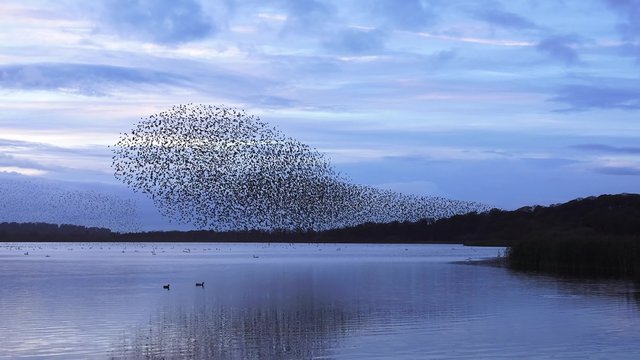 wildlife amazing murmuration flock of starlings flying over lake
