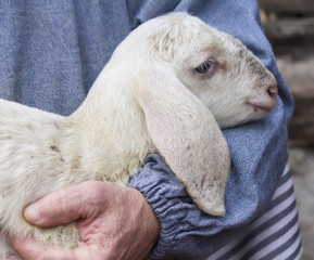 Fototapeta premium lamb with shepherd