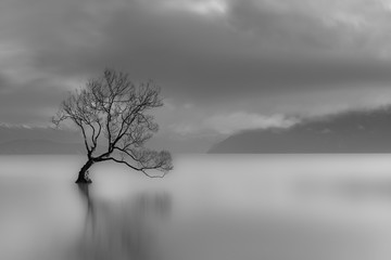 Eenzame boom, Lake wanaka, Nieuw-Zeeland (zwart-wit)