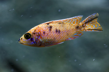 Cichlid of lake Malawi, Africa.