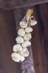 gsrlic hung in the hut