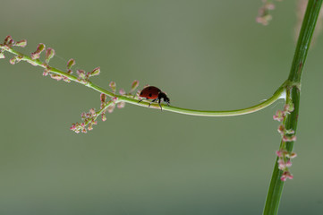 coccinella