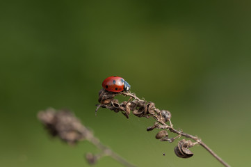 coccinella su seme di erba medica