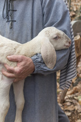Naklejka premium lamb with shepherd