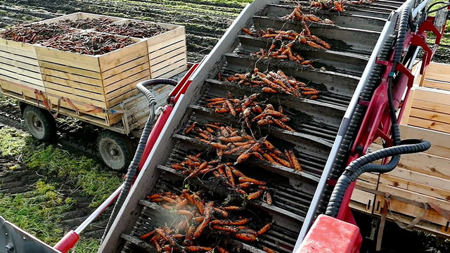 Combine to harvest carrots