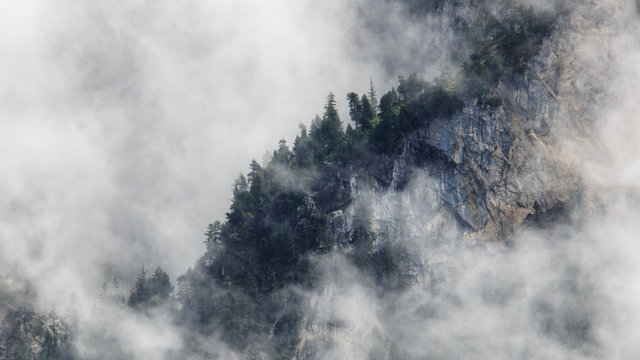 Fototapeta Wald im Nebel