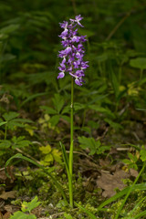 Obraz premium Anacamptis morio, the green-winged orchid or green-veined orchid - orchis morio