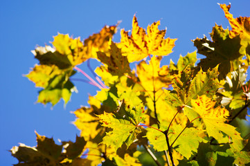 colorful leaves  in autumn, blue sky background