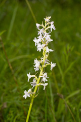Fragrant orchid, is a herbaceous plant,  family Orchidaceae - Gymnadenia conopsea
