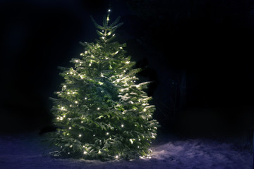 Christmas Tree in Snow