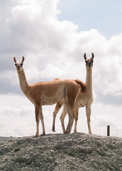 llamas standing on a rocky hill looking into the camera