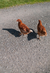 Brown farm hens walking on a dirt track