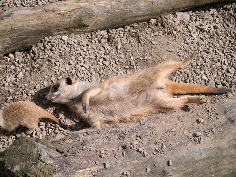 Meerkat lying on its back in the sunshine with a baby meerkat