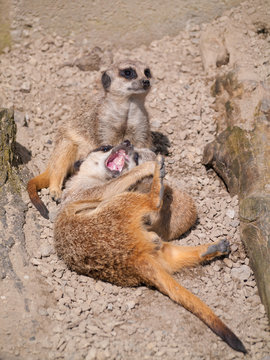 Meerkats in the sunshine with a baby meerkat