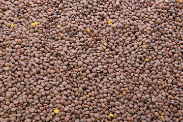 lentil