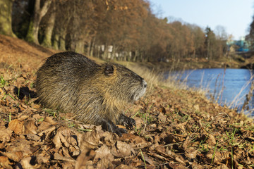 Nutria riverside
