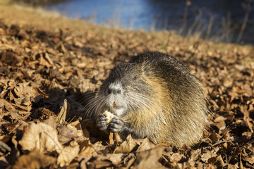 Nutria riverside