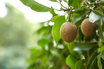  Sapodilla