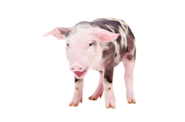 Grunt little pig standing isolated on white background