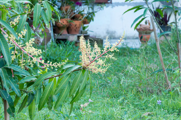 Mango leaves , young shoots 
