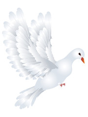White Pigeon Illustration