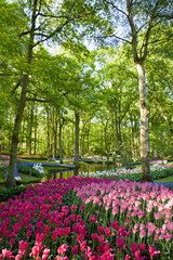 Colorful blooming tulips in Keukenhof park in Holland