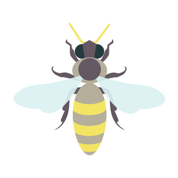 Honey bee logo template. Isolated vector illustration can be used as a logo, icon, pictogram or an infographic element. Perfect for your design.