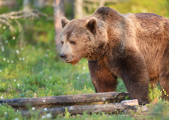 Obraz na płótnie Canvas male brown bear in forest