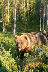 two male bear in forest