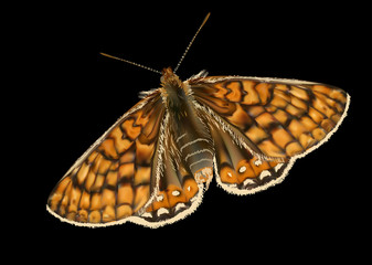 Fototapeta na wymiar single brown butterfly isolated on black