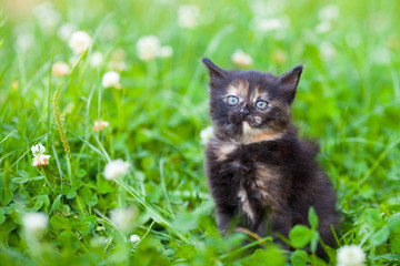 Naklejka na ściany i meble Little kitten sitting on the grass