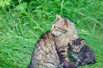 Mom cat with little kitten on the grass